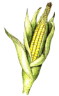 A picture named corn.gif