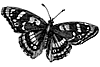 A picture named butterfly.gif