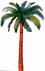 A picture named palm.gif