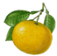 A picture named grapefruitSmall.gif