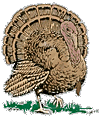 A picture named turkey.gif