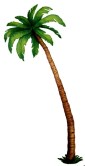 A picture named palm.jpg