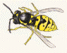 A picture named bee.gif