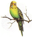 A picture named parakeet.gif
