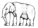 A picture named elephant.gif