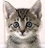 A picture named kittie.jpg