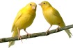 Two cute songbirds.