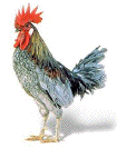 A picture named chicken.gif