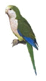 A picture named parakeet.gif