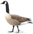 goose