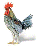 A picture named rooster.gif