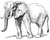 A picture named elephant.jpg