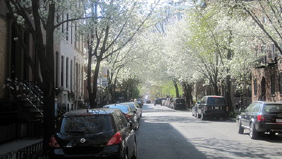 A picture named springNYC.jpg